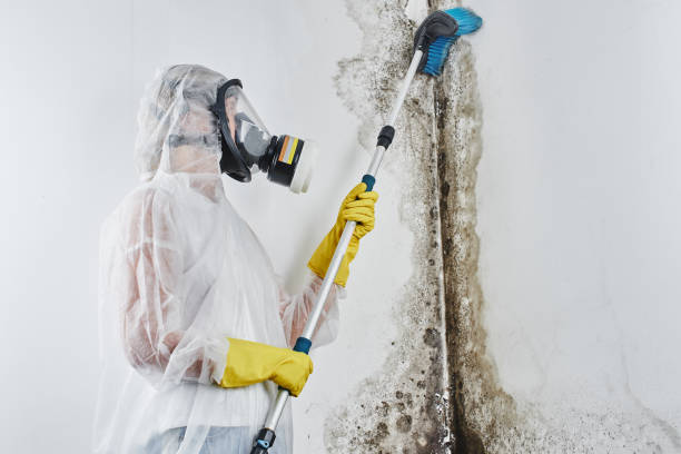 Mold Documentation for Insurance Claims in Bridgeport, PA